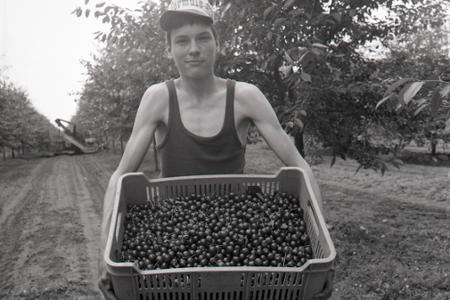 Rok 1982: Brigádnikov vystriedal pri zbere višní striasač ovocia