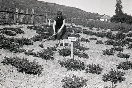 Rok 1952: Overuje sa pestovanie teplomilných rastlín