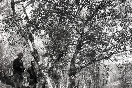Rok 1965: Na Dukle objavili náleziská cennej svalcovitej brezy