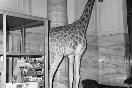 Rok 1974: V Bratislave môžeme obdivovať žirafu
