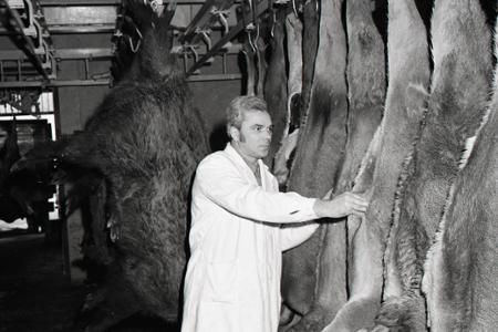 Rok 1978: Zverinové mäso zo Žiliny vyvážame do NSR