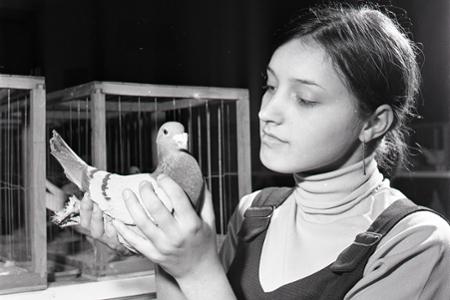 Rok 1969:Medzi obľúbené záľuby v ČSSR patrí chov poštových holubov