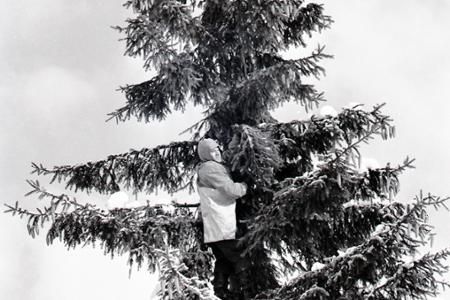 Rok 1957: Slováci zalesňujú kapitalistickú cudzinu