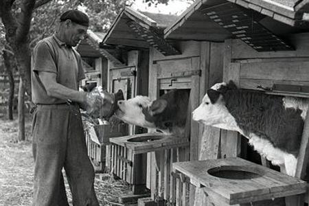 Slovenskí družstevníci sa učia chovať dobytok od sovietskych odborníkov