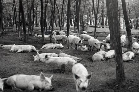 Rok 1965:Útek pred vodou