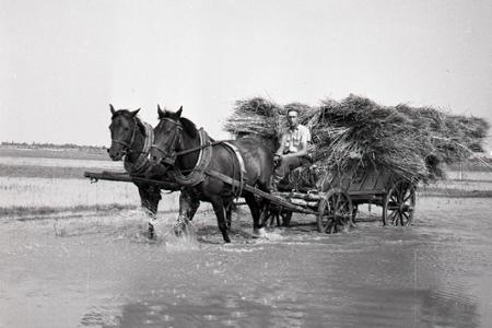 Rok 1957: Južné Slovensko zachraňuje úrodu na zatopenom území