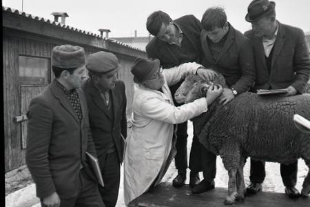 Rok 1968:V Záblatí pri Trenčíne vychovávajú ovčiarskych majstrov 