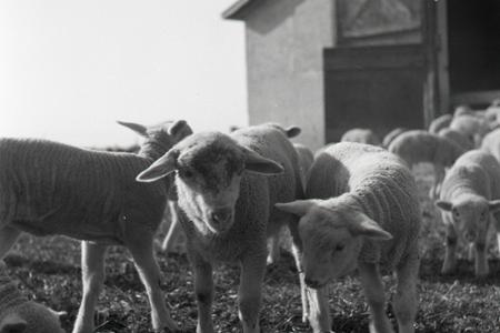 Na Slovensku sa vzmáha ovčiarstvo