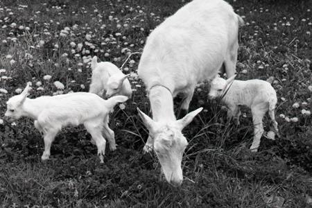 Rok 1988: Prvá umelo oplodnená koza v Československu