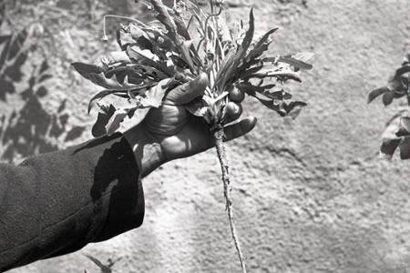 Rok 1952: Pestujeme koksagyz 