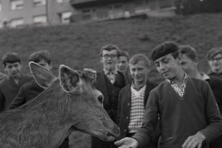 Rok 1966: Jeleň Mišo- nová atrakcia Nízkych Tatier