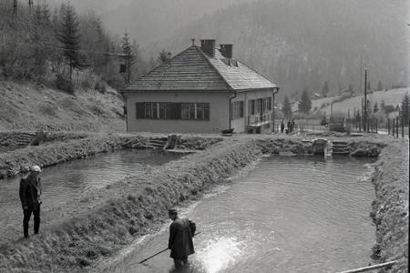 Rok 1966: Pri Ružomberku vyrástlo „kráľovstvo“ rýb