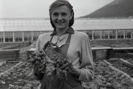 Rok 1957: Žilina bude mať moderné zeleninárstvo 