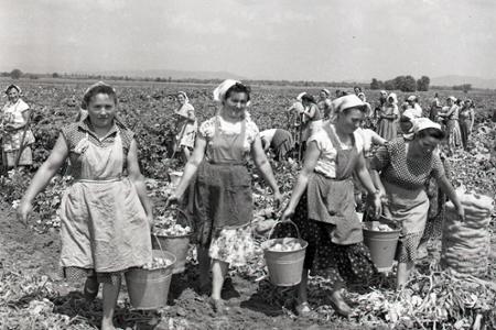 Rok 1963: Z polí prichádza na trh nová úroda zemiakov