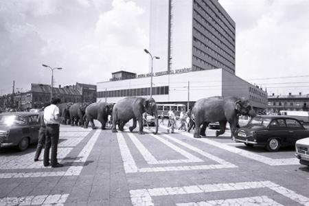 Rok 1972: Po Košiciach pochodujú slony