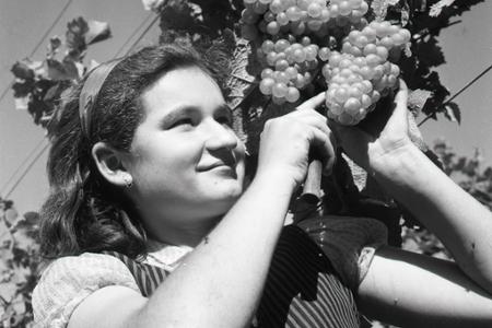 Rok 1963: Už o  pár dní začnú vinobrania