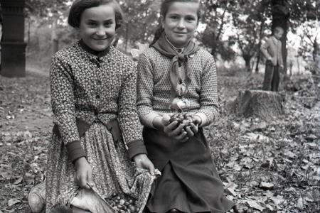 Rok 1956: Školské zbery gaštanov