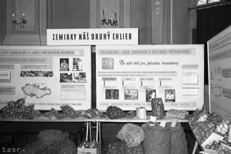 Rok 1957: V ČSR sa pestujú kvalitné zemiaky
