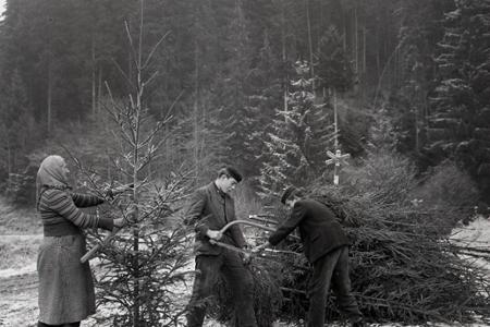 Rok 1958: Už vyrubujú vianočné stromčeky 