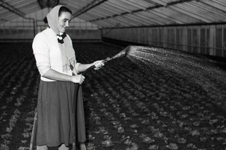 Rok 1955: V skleníkoch sa už zelenie rýchlená zelenina