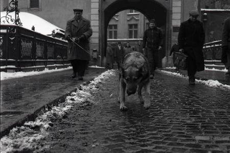Rok 1966: Pes - pomocník slovenských plynárov