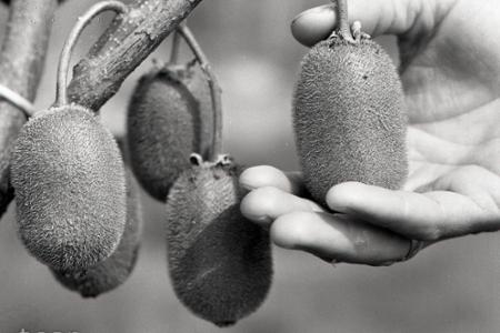 Rok 1987: Na Slovensku začíname experimentálne pestovať kiwi