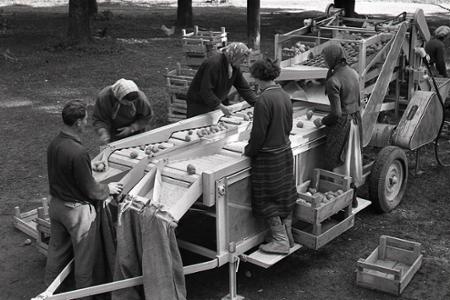 Rok 1957: Testujú nový triedič zemiakov