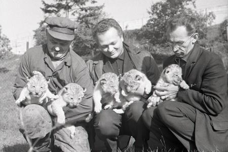 Rok 1969: V bojnickej ZOO sa narodili levie pätorčatá 