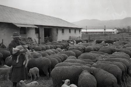 Rok 1954: Ovce prinášajú družstevníkom zisky
