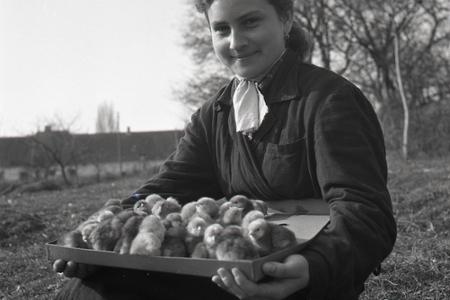 Rok 1954: Liahne kurčiat pomáhajú zvyšovať živočíšnu výrobu 