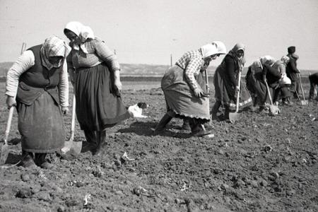 Rok 1951: Jarné práce na poliach Horných Zeleníc